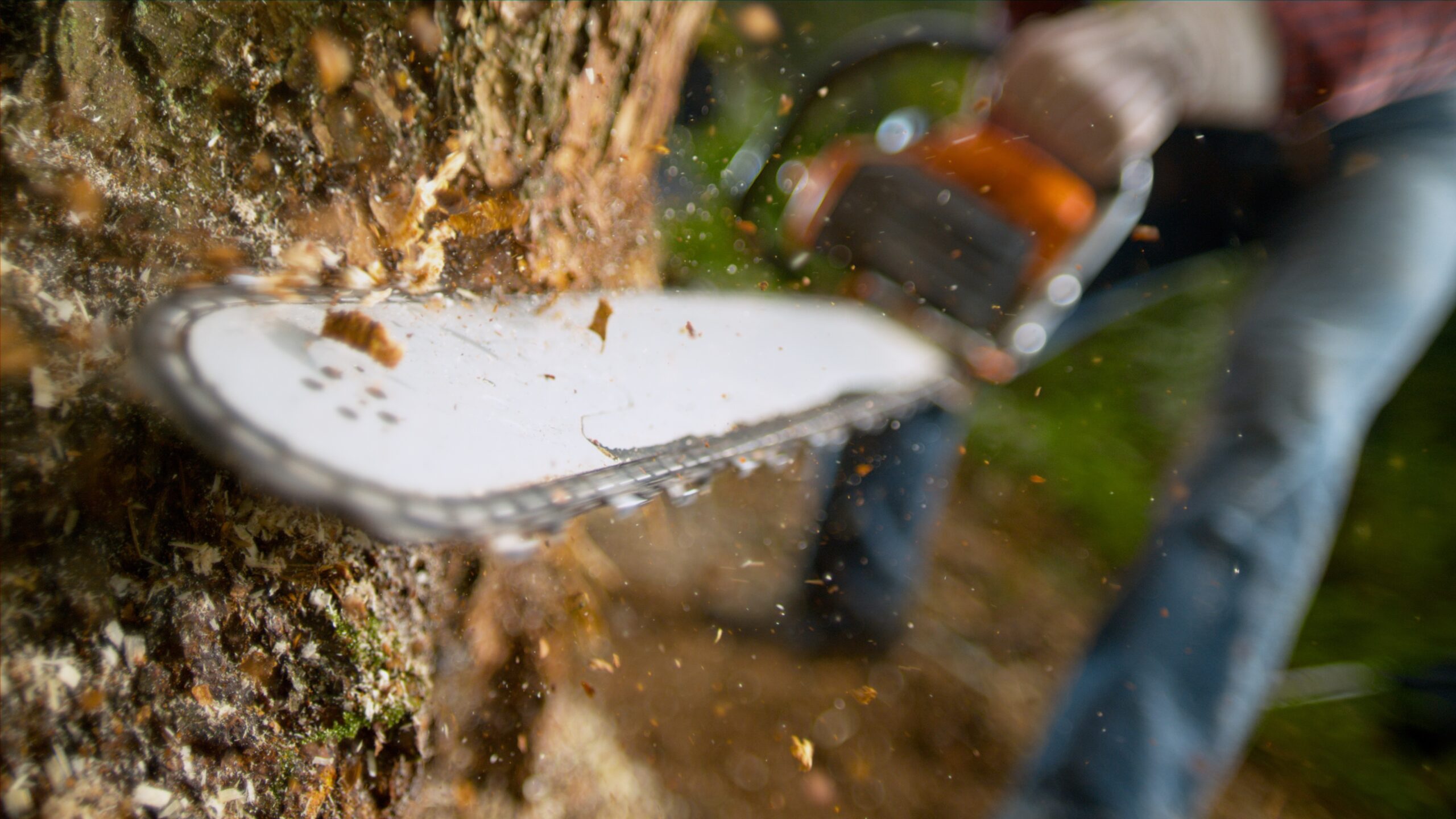 Tree Removal Prattville, AL | Tree Removal Millbrook, AL | Tree Removal Wetumpka, AL | Tree Removal Lake Martin, AL